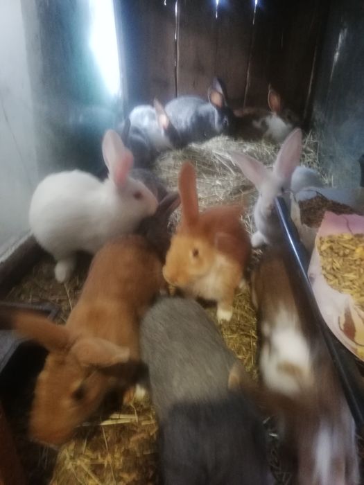 Sprzedam samiczki kotne i do zakocenia