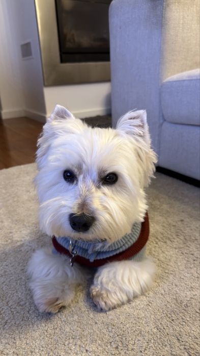 Procura-se cadela para acasalar West Highland White Terrier