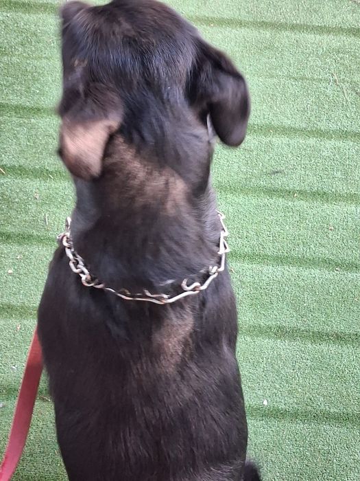 Oddam za darmo młody pies w typie labradora