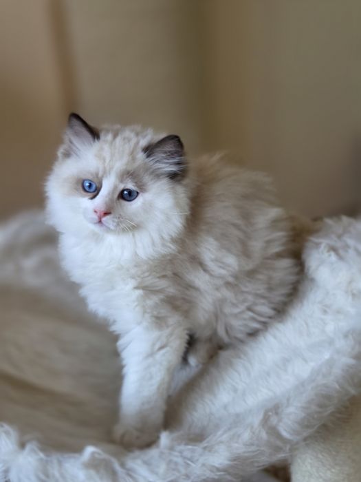 Ragdoll kocurek FPL