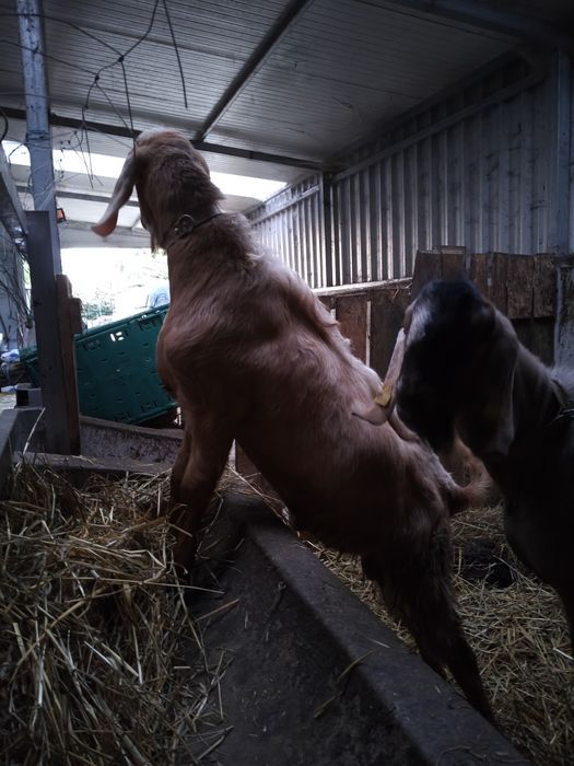 Venda Cabras Anglo Nubliano