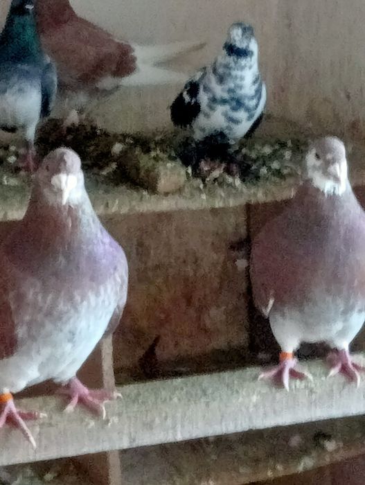 Gołębie standardy czerwone z 23 roku para