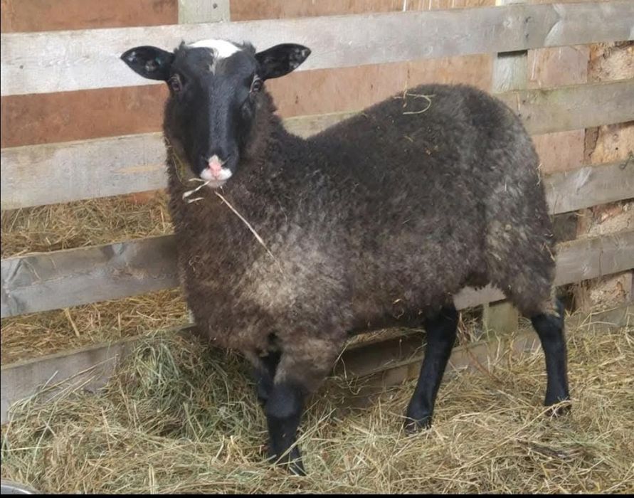 Вівці романовські.