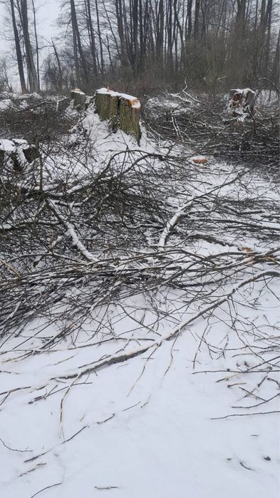 Pozostałości po zrębie za dramo!