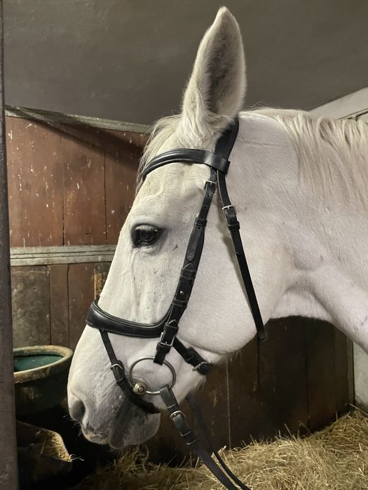 Oglowie anaromiczne Schockemohle r. Full