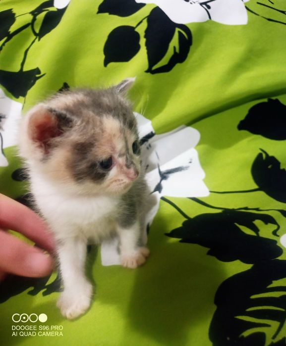 Шотландська принцеса трьох кольорного окрасу  для благополуччя