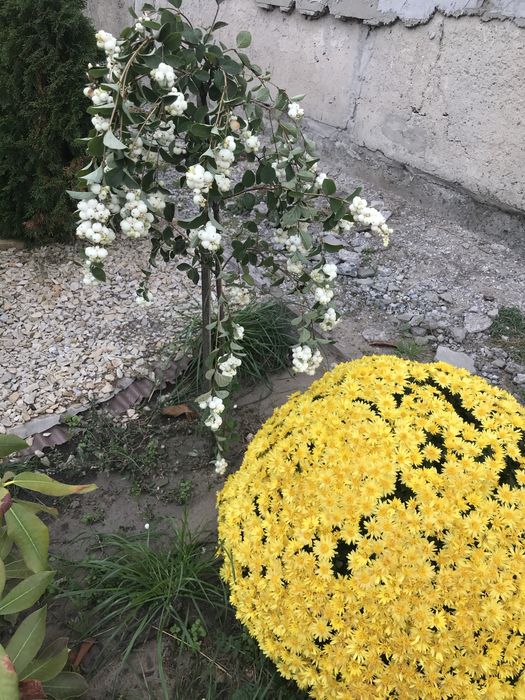 Хризантемы мультифлора