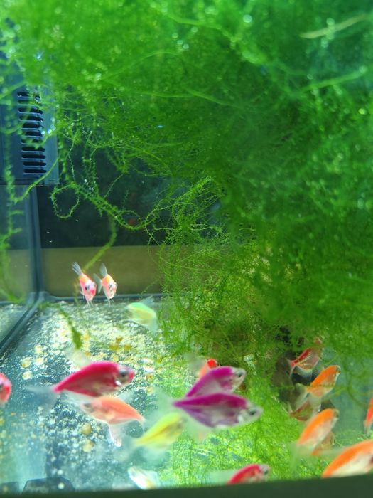 Tetra  kolorowa ok 3-cm