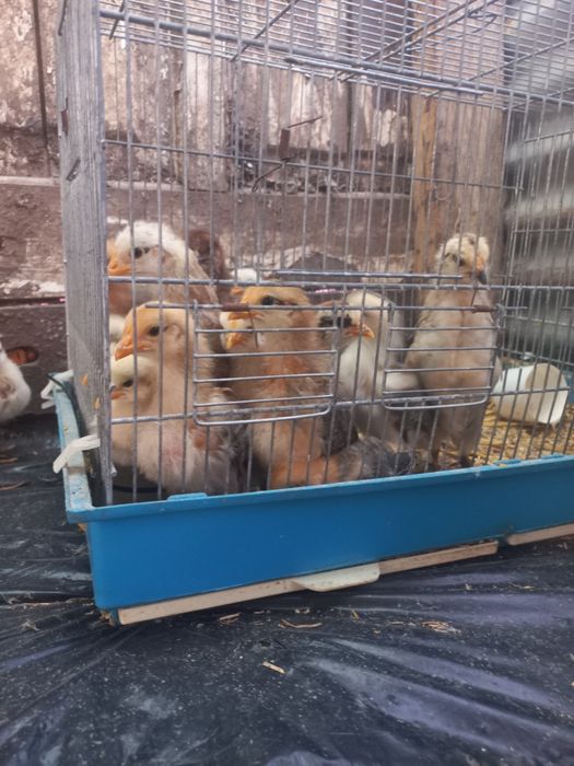 Vendo pintinhos de boas mais criadeiras
