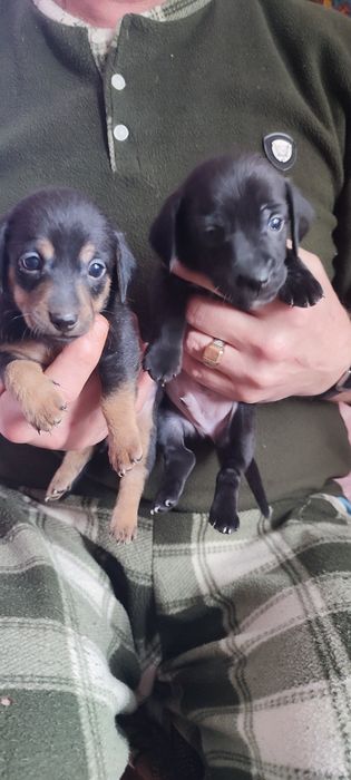 Отдам щенков в добрые руки