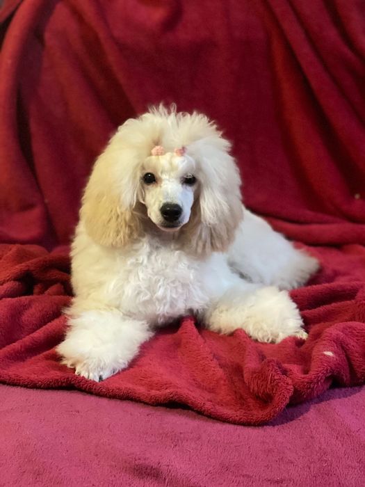 Цуценя мініатюрного пуделя