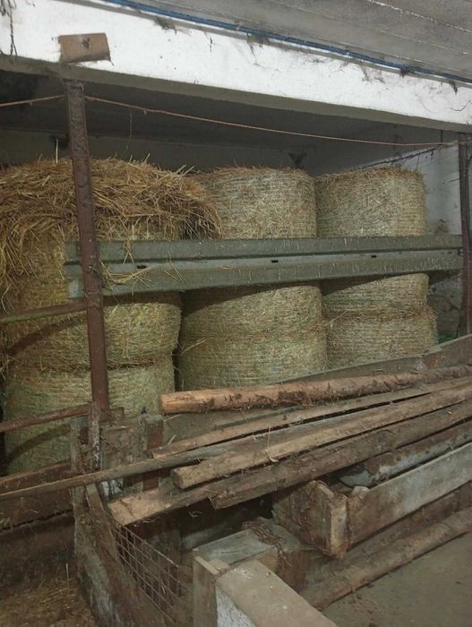 Sprzedam trawę gorzowską , lucernę , siano,słomę oraz zboże.