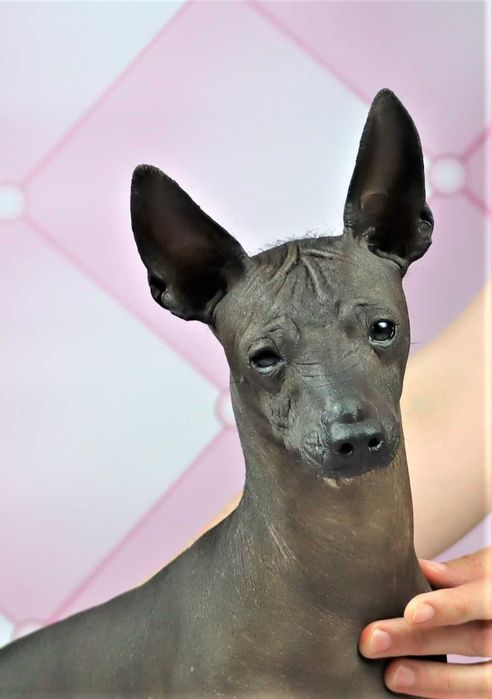 Nagi pies meksykański miniaturowy Xolo FCI ZKwP