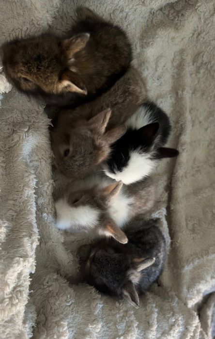 króliczki miniaturki krzełki