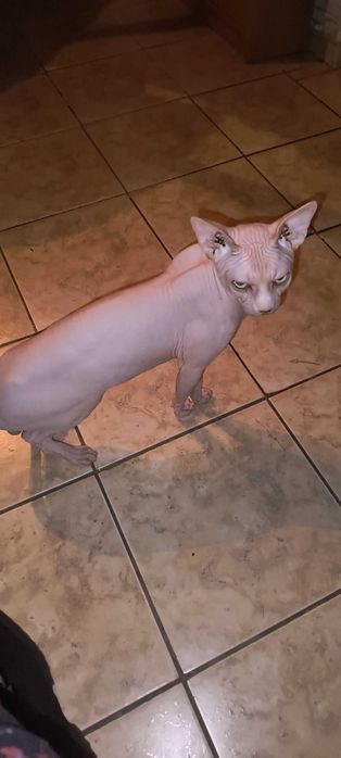 Сфинкс вязка ищет невесту