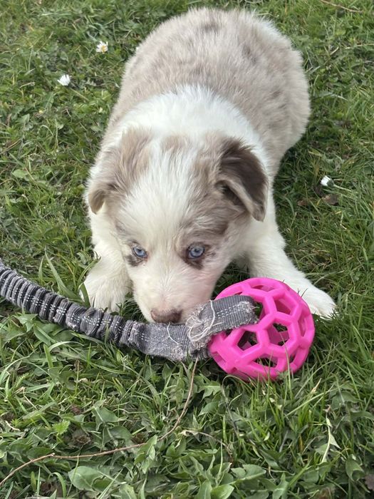 Piesek red merle (border collie)
