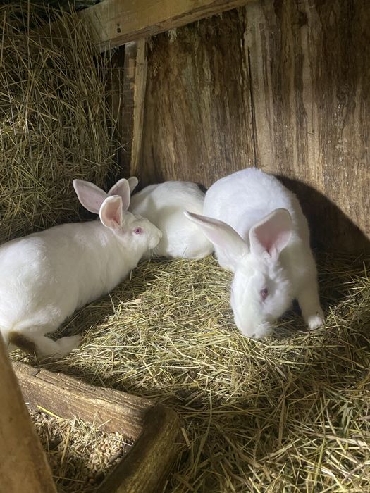 Кролі термонці.