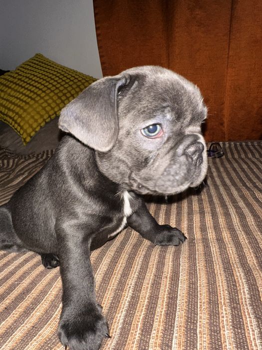 Buldogue Francês macho