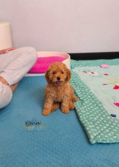 Cockapoo F1B gotowe na zmianę domu