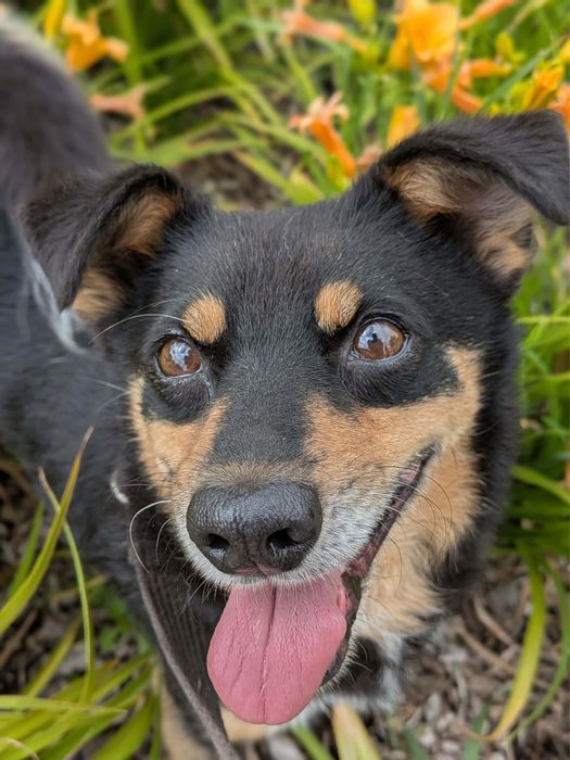 pies do adopcji za darmo