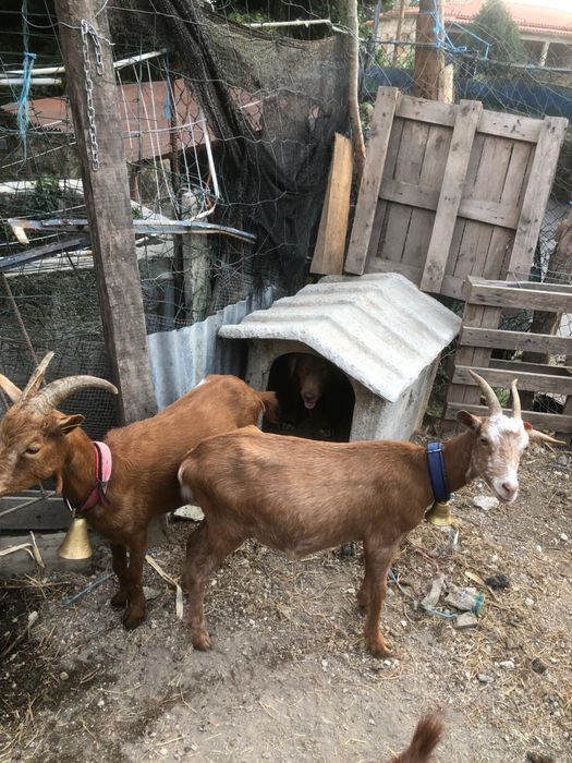 Vende se 2 cabras cheias e meigas
