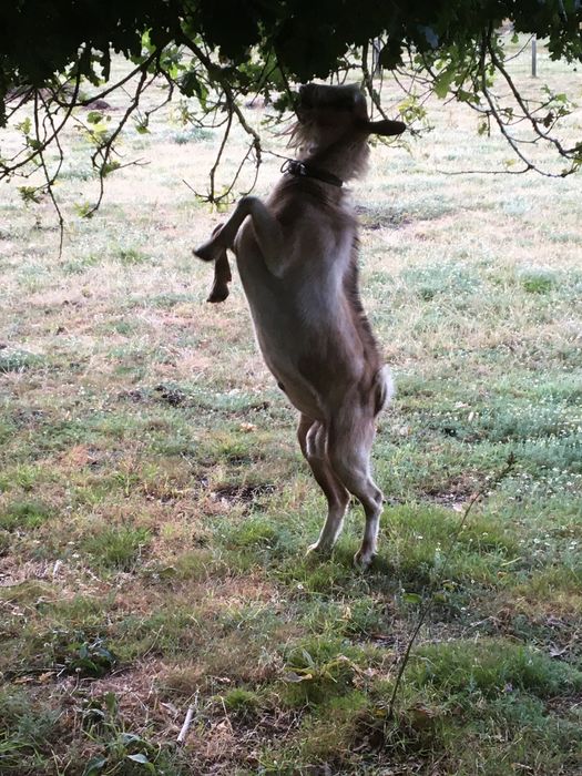 Cabrito raça grande