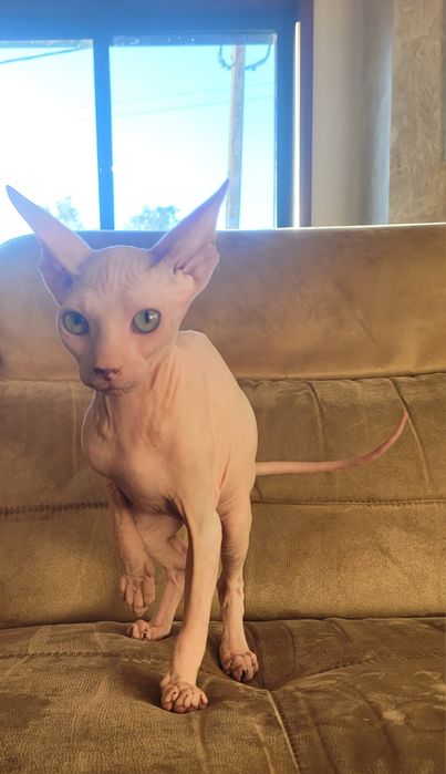 Sphynx macho lindo