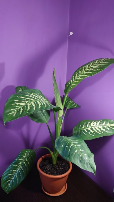 Діфенбахія вазон, кімнатна рослина