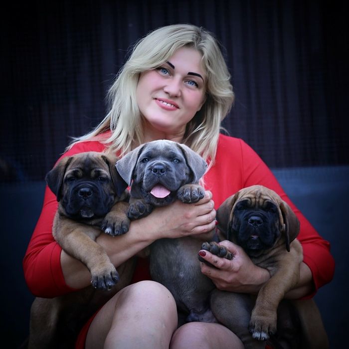 Цуценята Кане Корсо