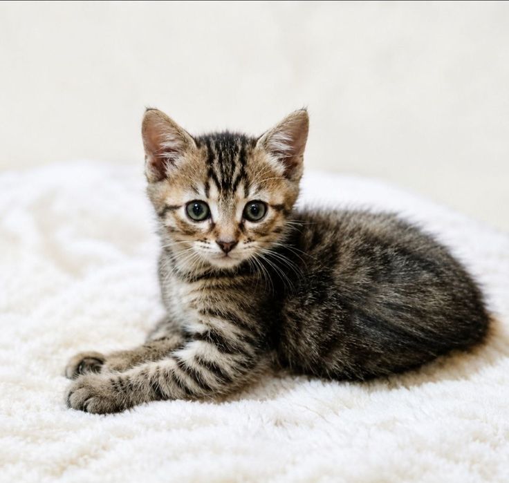 Котенок в поисках семьи . Котята ищут дом