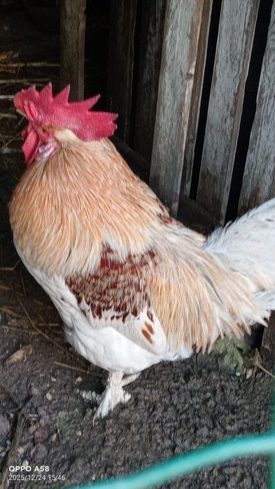 Galo caseiro para venda