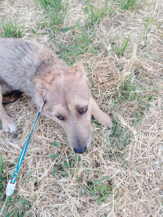 Одам собаку Николаев