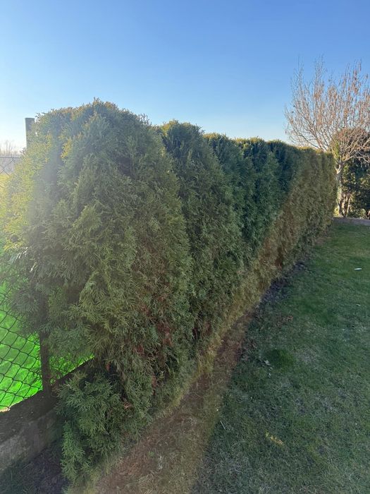 Tuja 150 cm Sprzedam