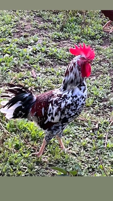 Vendo galo adulto