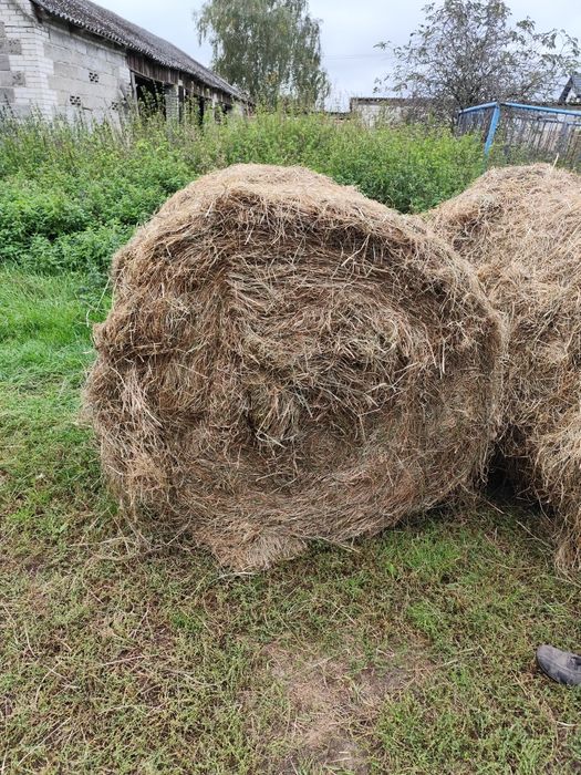 Sprzedam siano w belach 120cm — świeże, z tegorocznych zbiorów