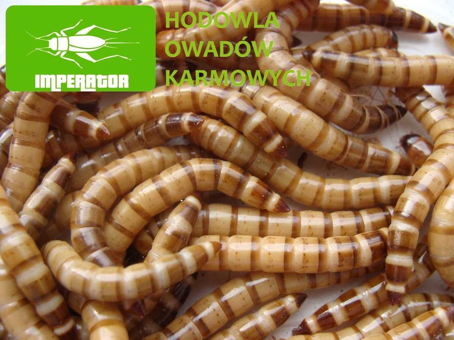 Drewnojady ( 100 ml ) - prosto z hodowli + legalna wysyłka - badane