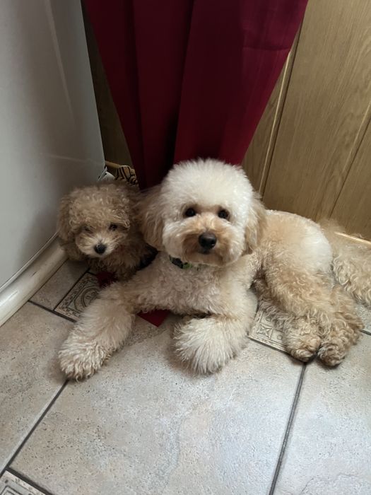 В’язка той-пудель