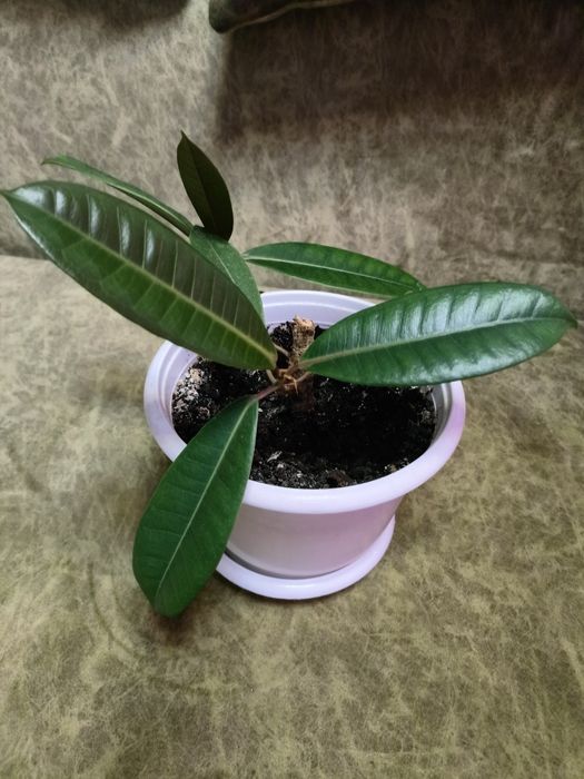 Фикус каучуконосный