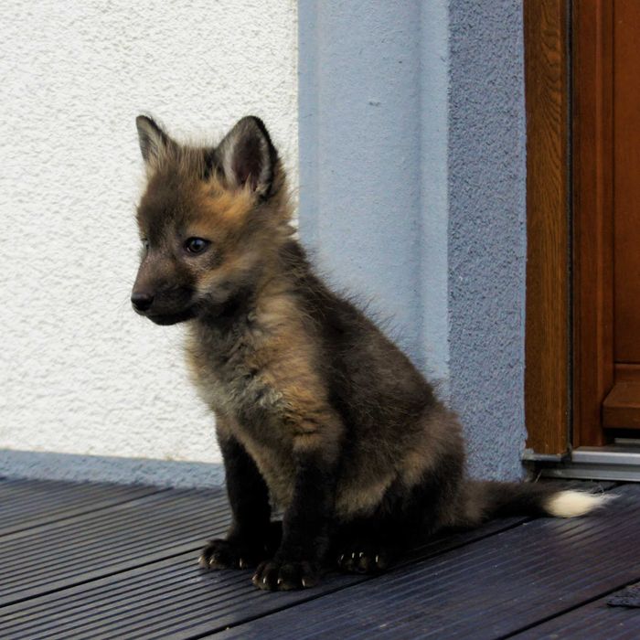 Lis, lisek domowy, lisy hodowlane rude, Red REZERWACJA 2026