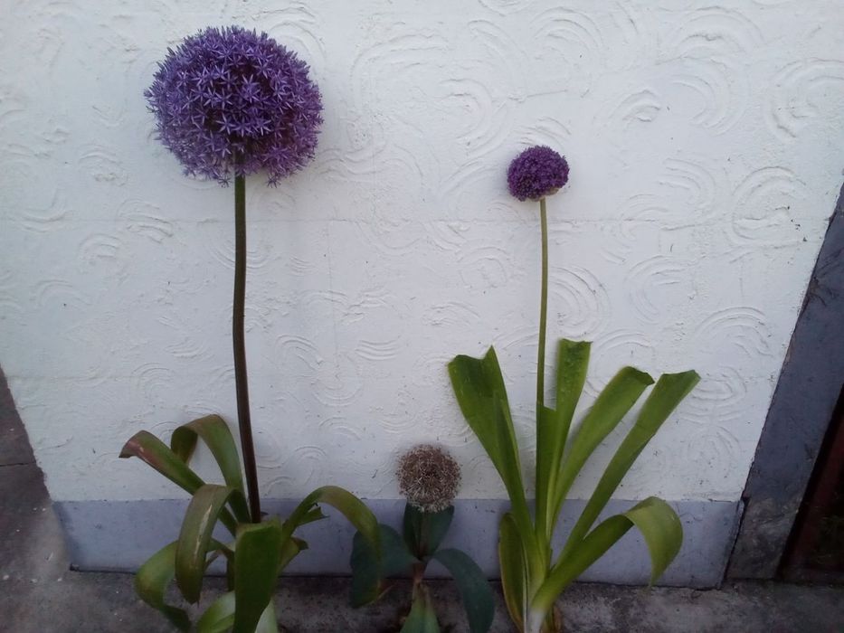 Аліум крупних розмірів (глоб мастер) - цибулина для посадки