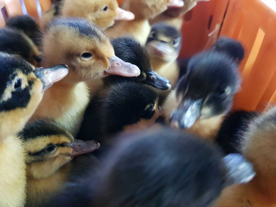 Kaczki pisklęta młode mulard, pekin, piżmowa dowóz Gratis