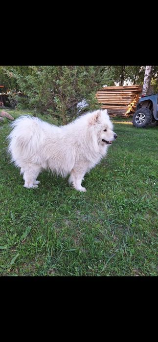 Samoyed samojed suczka