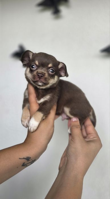 Maravilhoso!! Chihuahua  Macho Pelo Curto