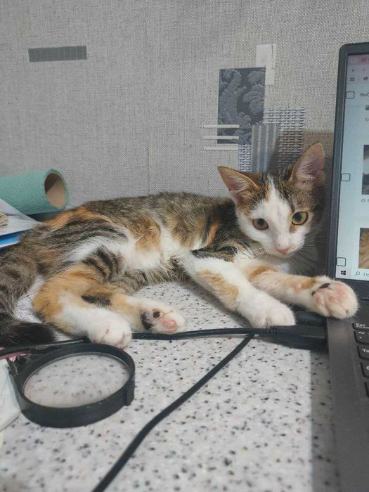 Ищет дом котенок-девочка Сима (Симона), возраст около 4,5 месяцев.