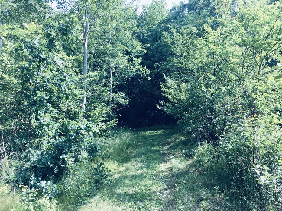 Земельна ділянка в Лісі 18сот. с.Вишнів, 10км.- Луцьк