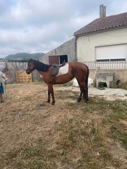 Vendo poldra cruzada de lusitano