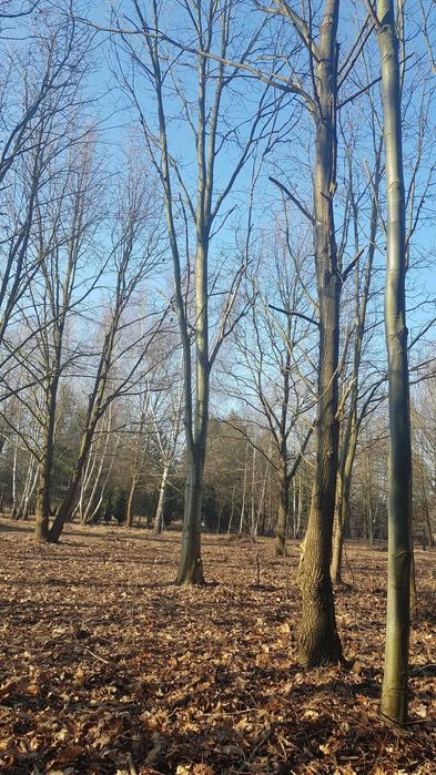 Piękna Działka rekreacyjna 4900 m² w Głoskowie k. Warszawy, bezpośrednio - Widok 4