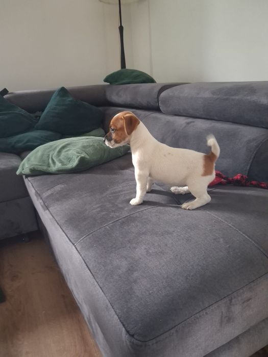 Jack Russell Terrier