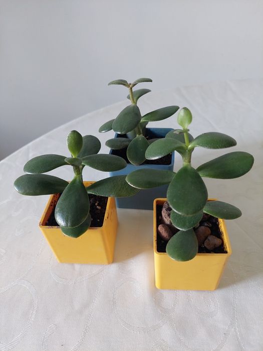 Денежное дерево . Толстянка . Черенки .