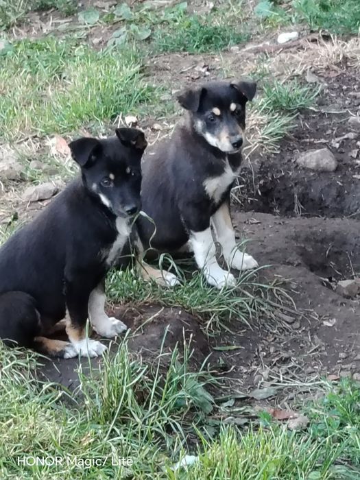 Pieski do adopcji